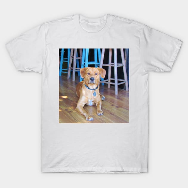 Dog In A Bar T-Shirt by Cynthia48